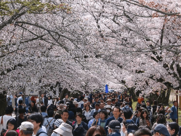 Japan’s Cherry Blossom Cancellation Is a Warning About Overtourism—and the Cost of Saying Yes to Everyone